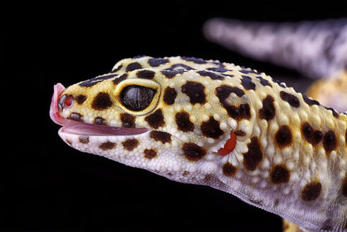 Head of leopard gecko, Eublepharis macularius, in front of black background - MJOF000290