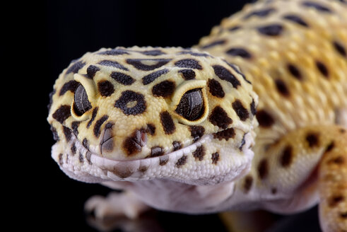 Head of leopard gecko, Eublepharis macularius, in front of black background - MJOF000291