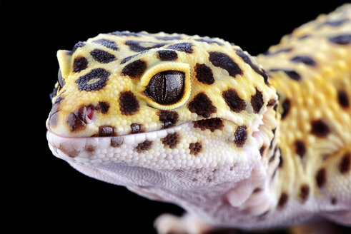 Head of leopard gecko, Eublepharis macularius, in front of black background - MJOF000292