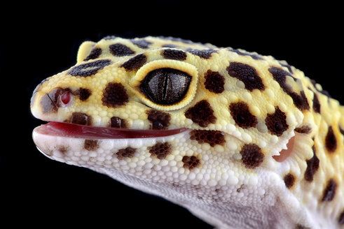Head of leopard gecko, Eublepharis macularius, in front of black background - MJOF000293