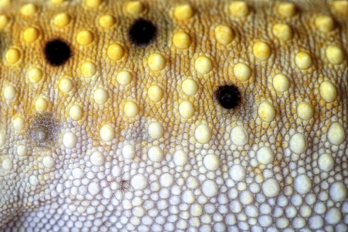 Haut des Leopardgeckos, Eublepharis macularius, Detail - MJOF000294