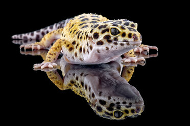 Leopardgecko, Eublepharis macularius, mit Spiegelung auf schwarzem Hintergrund - MJOF000295