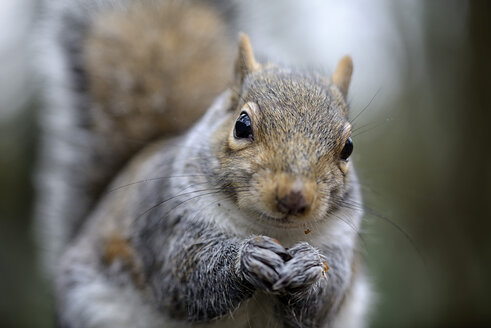 Porträt eines Grauhörnchens, Sciurus carolinensis - MJOF000296