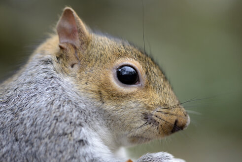 Kopf des Grauhörnchens, Sciurus carolinensis - MJOF000266