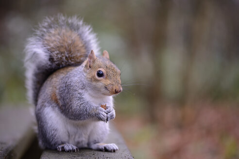 Grauhörnchen, Sciurus carolinensis, mit Futter - MJO000297