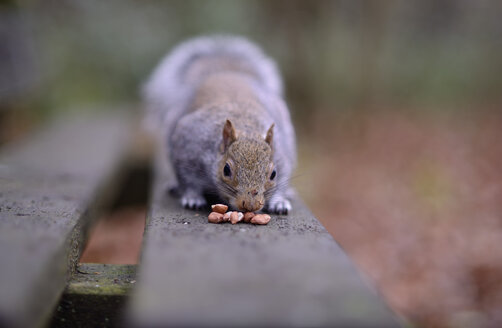 Grauhörnchen, Sciurus carolinensis, auf einer Holzbank beim Testen von Erdnüssen - MJO000267