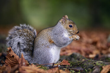 Grauhörnchen, Sciurus carolinensis, mit Futter auf dem Waldboden - MJOF000268