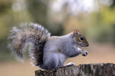 Grauhörnchen, Sciurus carolinensis, mit Futter am Baumstamm - MJO000270