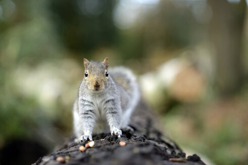 Grauhörnchen, Sciurus carolinensis, auf einem Baumstamm - MJOF000271