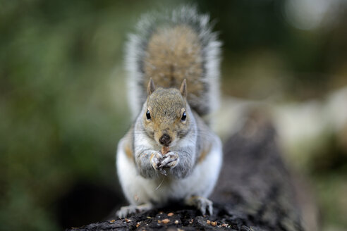 Grauhörnchen, Sciurus carolinensis, mit Futter am Baumstamm - MJOF000298