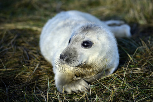 Kegelrobbe, Halichoerus grypus, Jungtier, liegend auf Wiese - MJOF000275