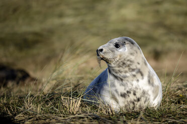 Kegelrobbe, Halichoerus grypus, auf einer Wiese liegend - MJOF000277