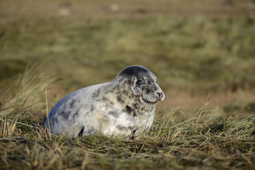 Kegelrobbe, Halichoerus grypus, dösend auf einer Wiese - MJOF000279