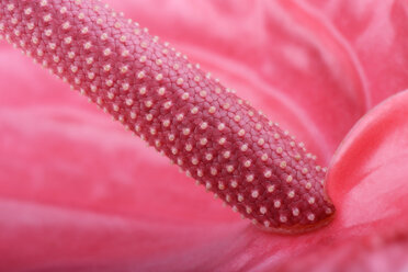 Detail der rosa Flamingoblume, Anthurium - MJOF000329