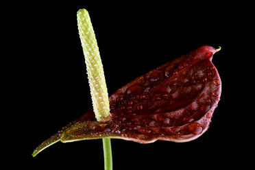 Wassertropfen auf dunkelroter Flamingoblume, Anthurium, vor schwarzem Hintergrund - MJOF000332