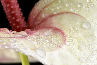 Waterdrops on of white-red flamingo flower, Anthurium, partail view - MJOF000333