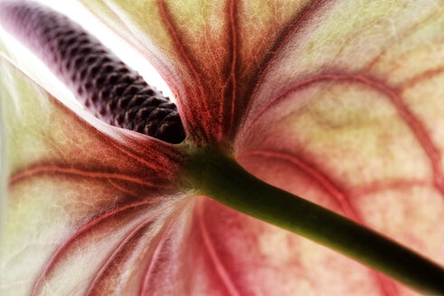 Weiß-rote Flamingoblume, Anthurium, Teilansicht - MJOF000334