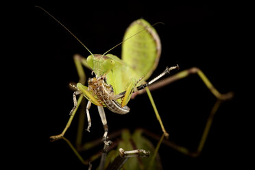 Asiatische Riesenheuschrecke, Hierodula Membranacea, frisst Beute vor schwarzem Hintergrund - MJOF000288