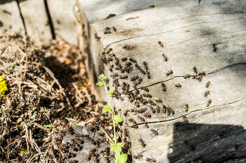 Ants crawling on wooden stair stock photo