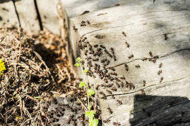 Ameisen krabbeln auf Holztreppe - TKF000346