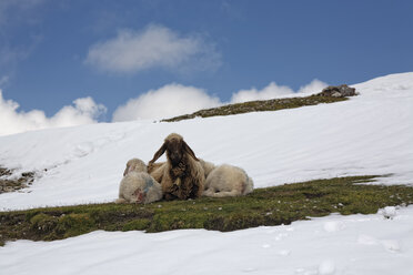 Österreich, Tirol, Innsbruck, Schaf und Lämmer auf der Weide im Schnee liegend - GFF000488