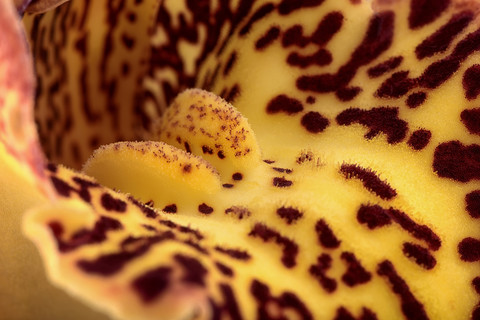 Detail einer gemusterten gelben Bootsorchidee, Cymbidium, lizenzfreies Stockfoto