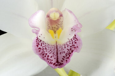 Teil der weißen Bootsorchidee, Cymbidium - MJOF000309