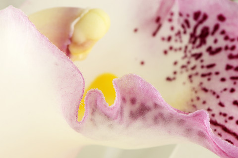 Detail of boat orchid, Cymbidium stock photo