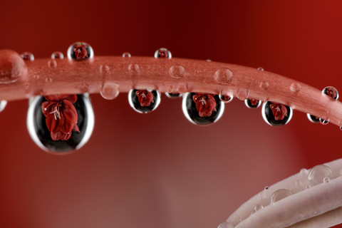 Wassertropfen mit Spiegelung, die am Stiel einer Amaryllis hängen, Amaryllidaceae, lizenzfreies Stockfoto