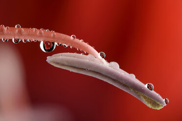 Water drops with reflection hanging at stamen of amaryllis, Amaryllidaceae - MJOF000336