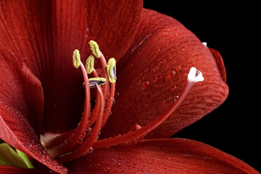 Blossom of red amaryllis, Amaryllidaceae, partial view - MJOF000337