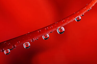 Wassertropfen mit Spiegelung, die am Stiel einer roten Amaryllis hängen, Amaryllidaceae - MJO000341