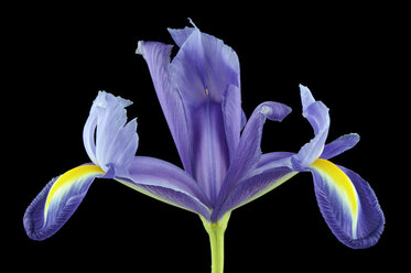 Iris, Iridaceae, vor schwarzem Hintergrund - MJO000342