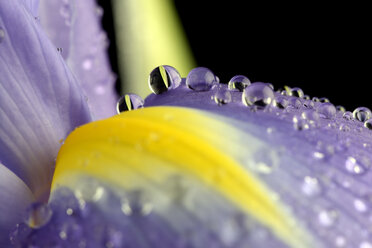 Wassertropfen mit Reflexion auf dem Blütenblatt einer Schwertlilie, Iridaceae, vor schwarzem Hintergrund - MJO000345