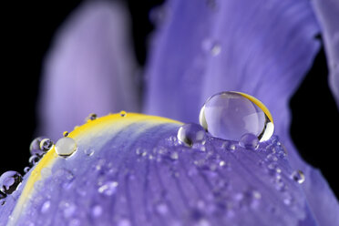 Water drops with reflection on petal of iris, Iridaceae, close-up - MJOF000346