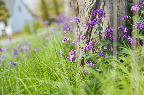 Deutschland, Mecklenburg-Vorpommern, Rügen, Frauen-Rocke, Hesperis matronalis, lizenzfreies Stockfoto