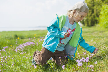 Germany, Mecklenburg-Western Pomerania, Ruegen, Boy picking flowers from meadow - MJF001197