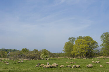 Germany, Mecklenburg-Western Pomerania, Ruegen, Rural landscape with sheep - MJF001173