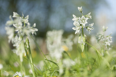 Germany, Mecklenburg-Western Pomerania, Ruegen, Flowers in meadow - MJF001176