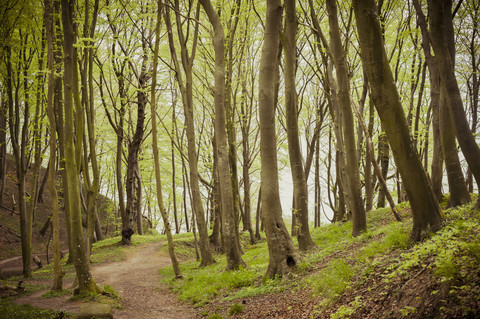 Deutschland, Mecklenburg-Vorpommern, Rügen, Nationalpark Jasmund, Buchenwald, lizenzfreies Stockfoto