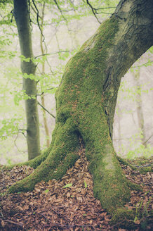 Deutschland, Mecklenburg-Vorpommern, Rügen, Nationalpark Jasmund, Buchenwald - MJF001246