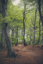 Germany, Mecklenburg-Western Pomerania, Ruegen, Jasmund National Park, Beech forest - MJF001247