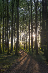 Deutschland, Mecklenburg-Vorpommern, Rügen, Nationalpark Jasmund, Buchenwald bei Sonnenuntergang - MJF001269