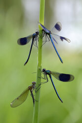 Vier gebänderte Demoisellen, Calopteryx splendens, hängen am Blatt - MJOF000347