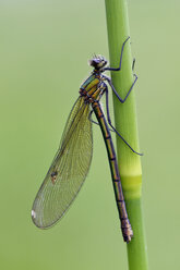 Gebänderte Gemse, Calopteryx splendens, am Blatt hängend - MJOF000348