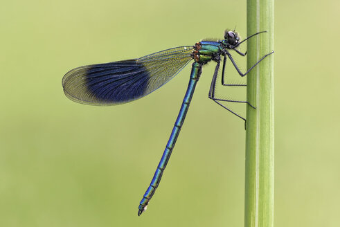 Gebänderte Gemse, Calopteryx splendens, am Blatt hängend - MJO000349