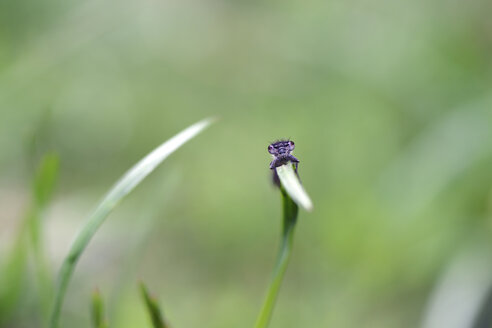 Azurblaue Libelle, Coenagrion puella, an einem Blatt hängend - MJO000352