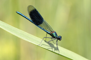 Gebänderte Gemse, Calopteryx splendens, auf Blatt - MJOF000353