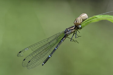 Adonislibelle und Krabbenspinne auf Blatt - MJOF000354