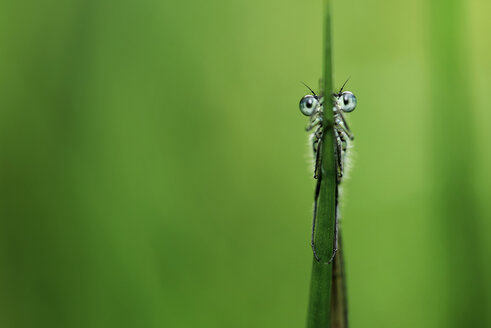 Azurblaue Libelle, Coenagrion puella, an einem Blatt hängend - MJOF000355